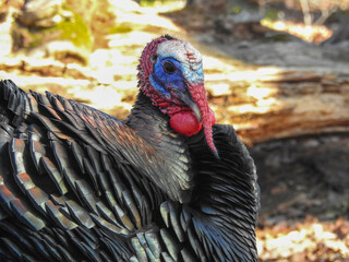 Impressive Wild Turkey in full breeding plumage trying very hard to attract all the ladies