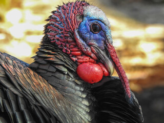 Impressive Wild Turkey in full breeding plumage trying very hard to attract all the ladies