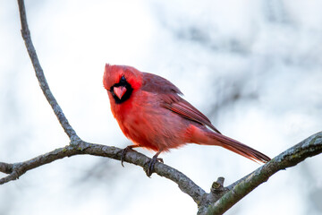 cardinal on a branch
