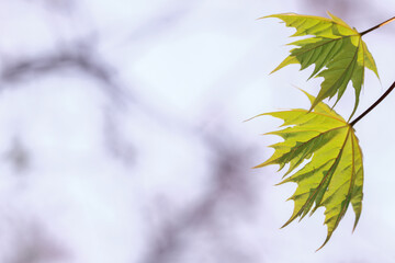 Leaf of a maple tree against blue sky