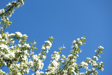 Blooming apple tree branches with white flowers and green leaves on blue sky background