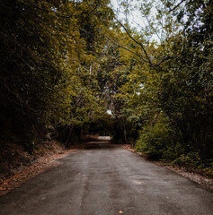 Fototapeta premium road in autumn forest