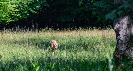 Whitetail deer in grass field