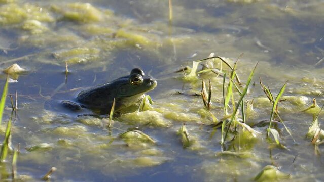 American Bullfrog on Pond Zoom In
