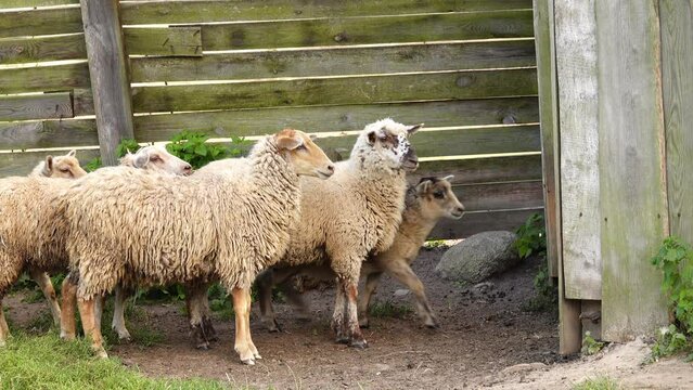 Otara sheep runs into wooden corral near day pasture.