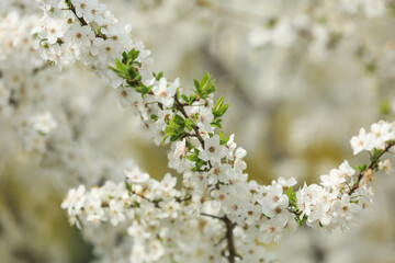 Beautiful blossoming tree branches on spring day outdoors