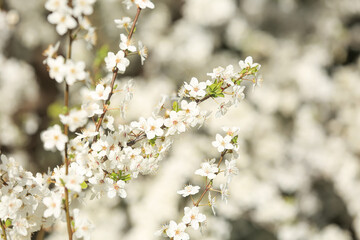 Beautiful blossoming tree branches on sunny spring day outdoors