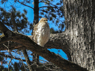 Female Cooper's Hawk perched on a branch while waiting for her mate to return