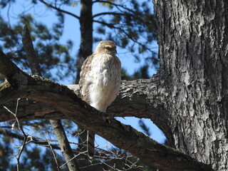 Female Cooper's Hawk perched on a branch while waiting for her mate to return