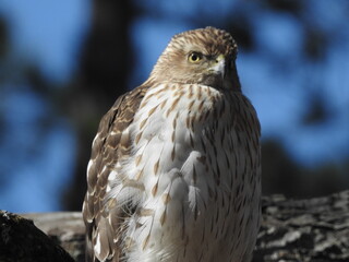 Female Cooper's Hawk perched on a branch while waiting for her mate to return