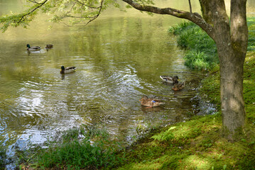 池のカモ