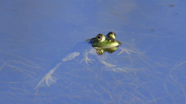 American Bullfrog Floating then Diving in Pond