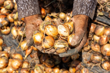 Onion farmers of Boyaca, Colombia - Allium cepa