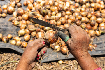 Hands of farmers from Boyaca, Colombia harvesting bulb onion - Allium cepa