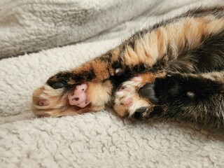 A cute cat  peacefully sleeps on a soft blanket. Close-up of cats unique pink toe beans. Cozy resting and tranquility concept.