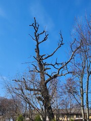 Bare Tree Branches Reaching Towards Bright Blue Sky in Early Spring. A Symbol of New Beginnings and Hope for the Future. Natural Background with Copy Space for Text and Design Elements.
