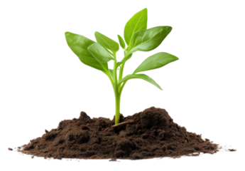 PNG  Green plant soil sprout leaf. 