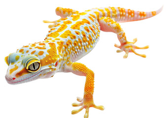 Naklejka premium PNG Thai gecko wildlife reptile animal.