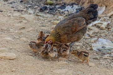 Chicken with chicks in Namkhon village near Luang Namtha town, Laos