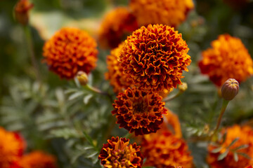 Hermosa La flor de cempasúchil, un ícono de México