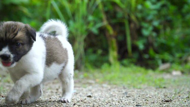 a cute puppy sits and scratches its body in the park