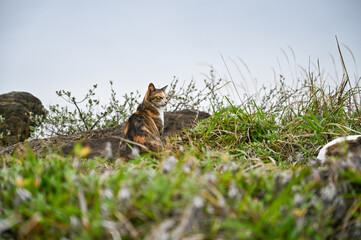 海岸に住む野生の猫