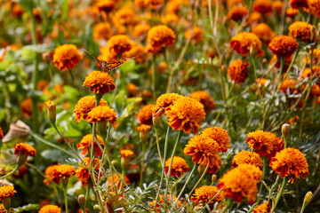 Hermosa La flor de cempasúchil, un ícono de México
