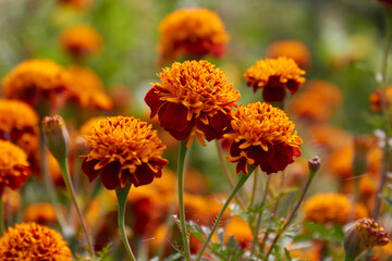 Hermosa La flor de cempasúchil, un ícono de México