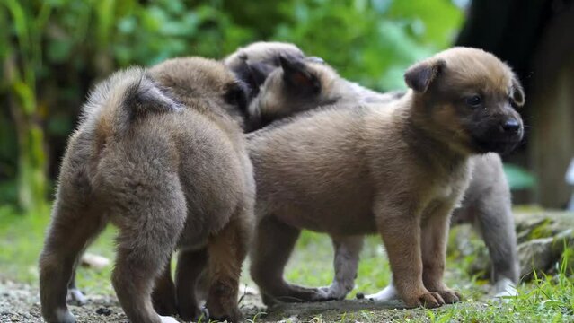 several cute puppies were seen playing and fighting in the park