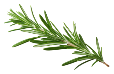 PNG  Rosemary plant herbs leaf
