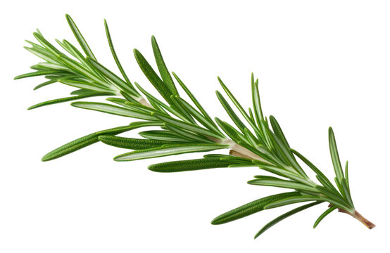 PNG  Rosemary plant herbs leaf