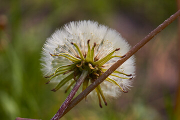 Hermosa flor Diente de león, silvestre.