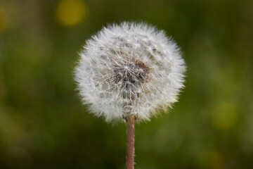 Hermosa flor Diente de león, silvestre.