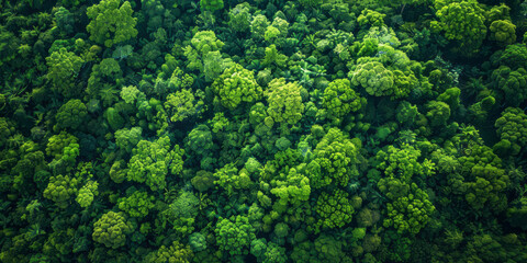 An aerial view of the green forest is portrayed in a style that merges dark emerald, dark indigo and emerald tones, scattered composition, and dark green elements. - obrazy, fototapety, plakaty