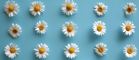 Chamomile flowers arranged in a daisy pattern on a blue surface, symbolizing the concept of repetition. Viewed from above, the flat lay captures the essence of spring and summer. - obrazy, fototapety, plakaty