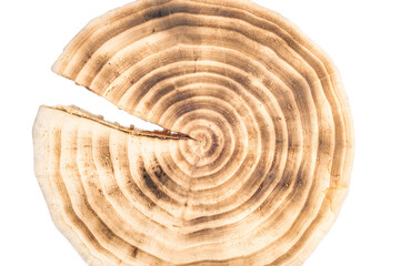 Cracked tree ring. Close-up on a white background.