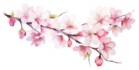 PNG Cherry blossom flowers nature plant white