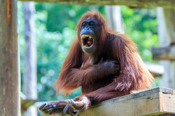 orangutans or pongo pygmaeus is the only asian great found on the island of Borneo and Sumatra