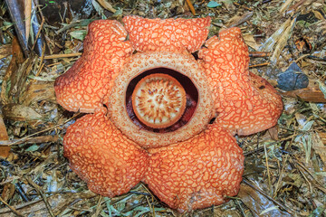 Rafflesia, the biggest flower in the world , Ranau Sabah, Borneo