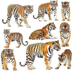Clipart illustration featuring a various of tiger on white background. Suitable for crafting and digital design projects.[A-0004]