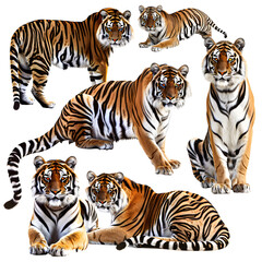 Fototapeta premium Clipart illustration featuring a various of tiger on white background. Suitable for crafting and digital design projects.[A-0003]