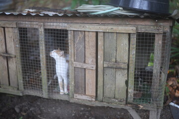Cat behind a cage in a philippines province on March 24, 2024