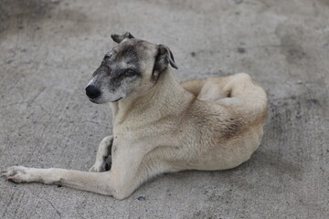Stray dog with infection in philippines province