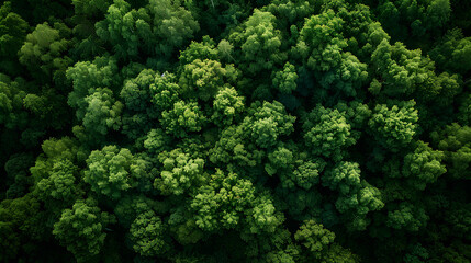 Aerial top view of green trees in forest. Drone view of dense green tree captures CO2. Green tree nature background for carbon neutrality and net zero emissions concept. Sustainable green environment