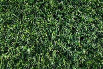 An aerial view of freshly cut green grass ready for tiling or higher resolution background - Powered by Adobe