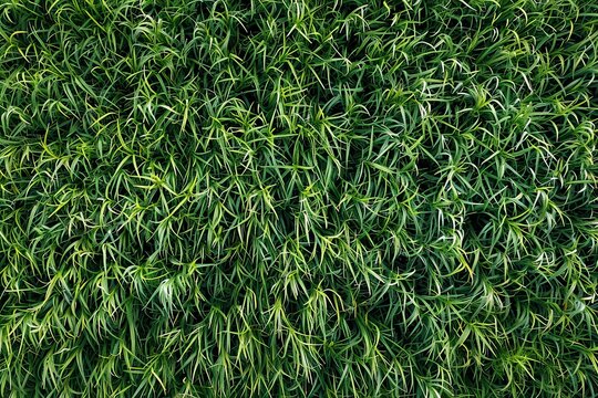 An aerial view of freshly cut green grass ready for tiling or higher resolution background