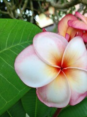 flower Pink frangipani flowers blooming in a Thai garden