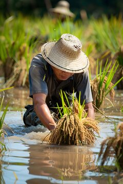 Asian Farmer Harvesting Rice Stalks from Flooded Paddy Field