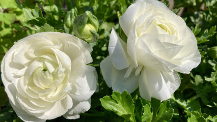 Two white ranunculus in flower bed