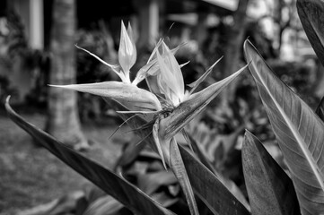 Bird of Paradise Flower in Black and White.